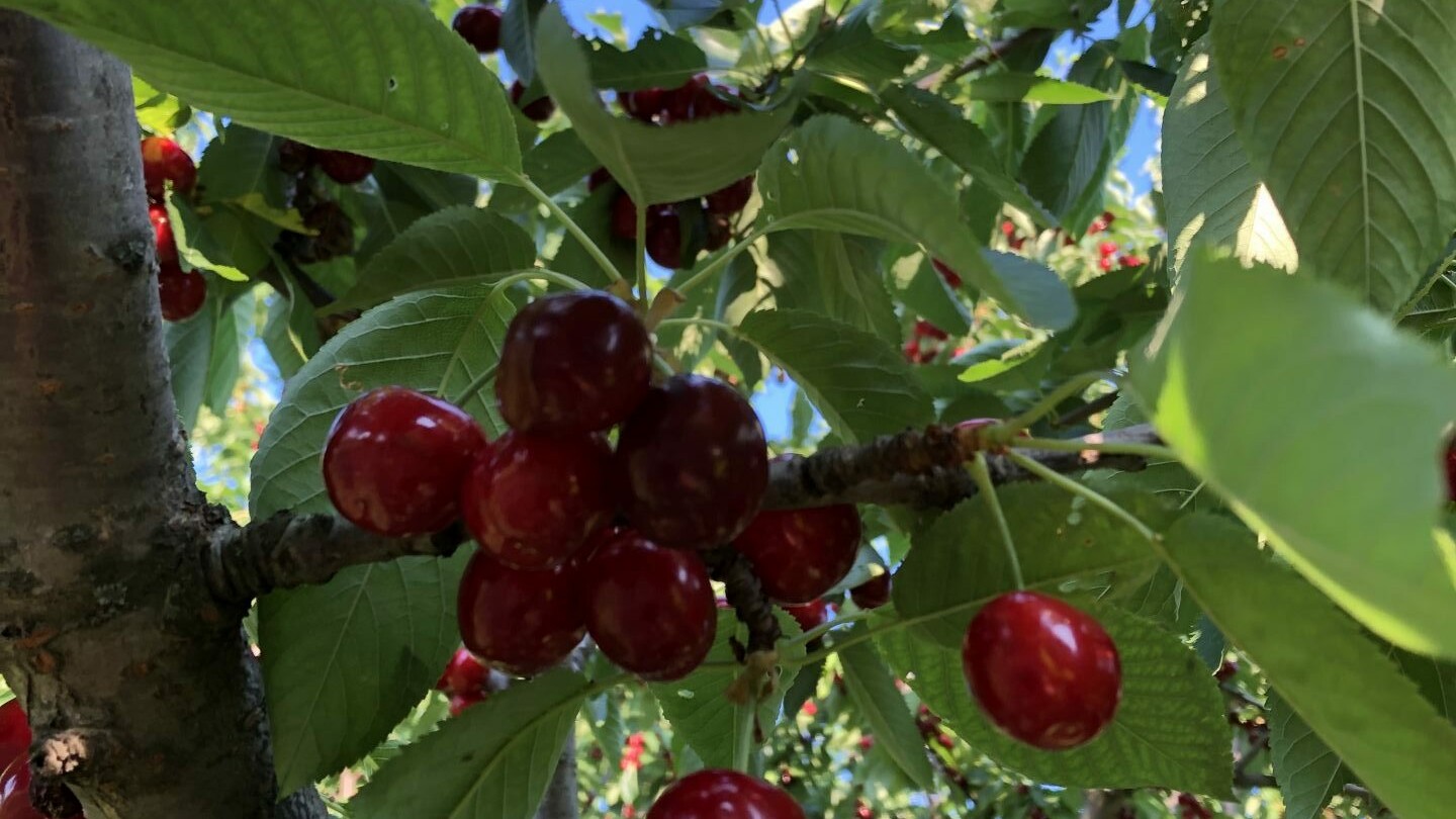 cherries in tree