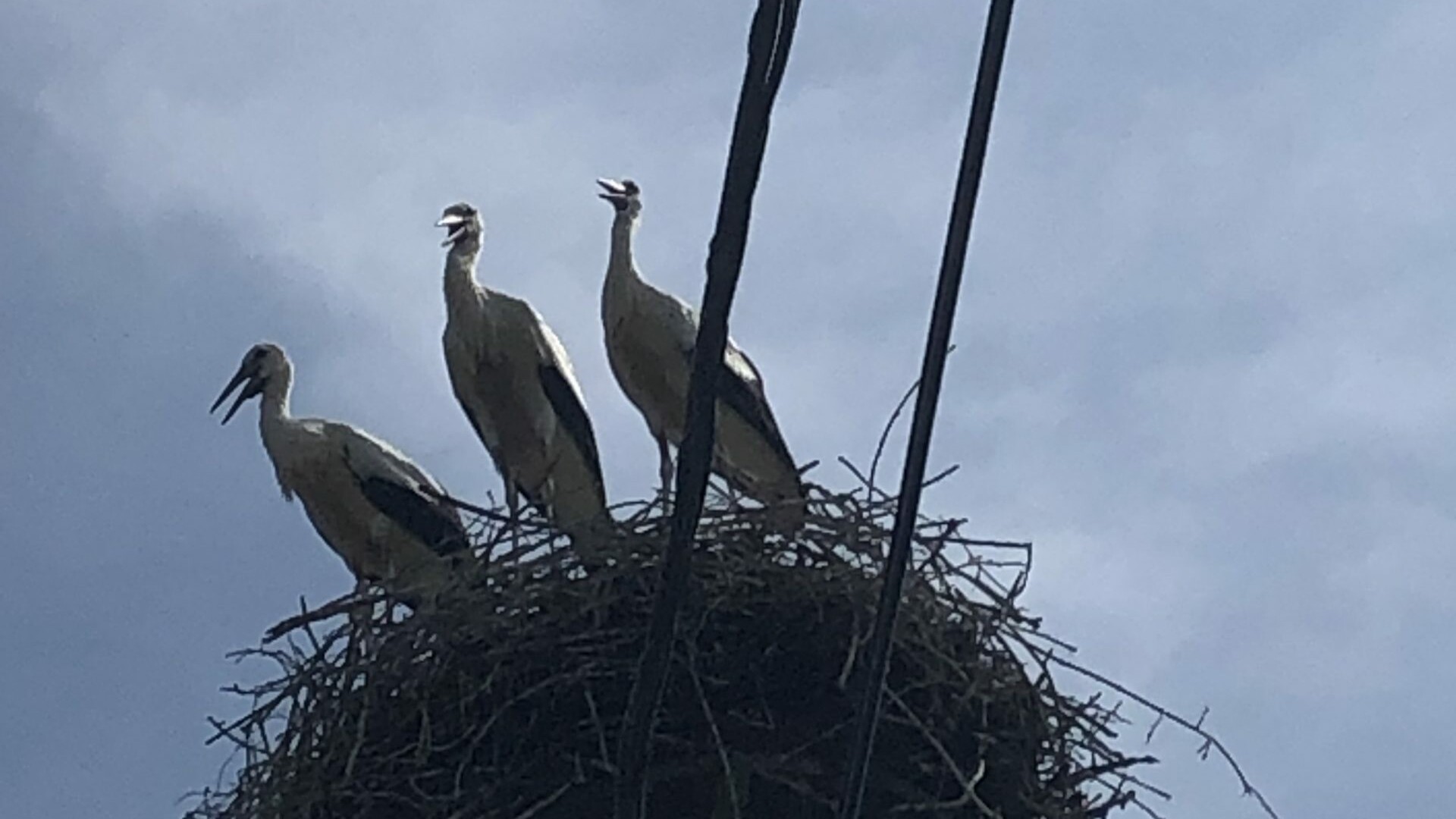 Storks on a nest