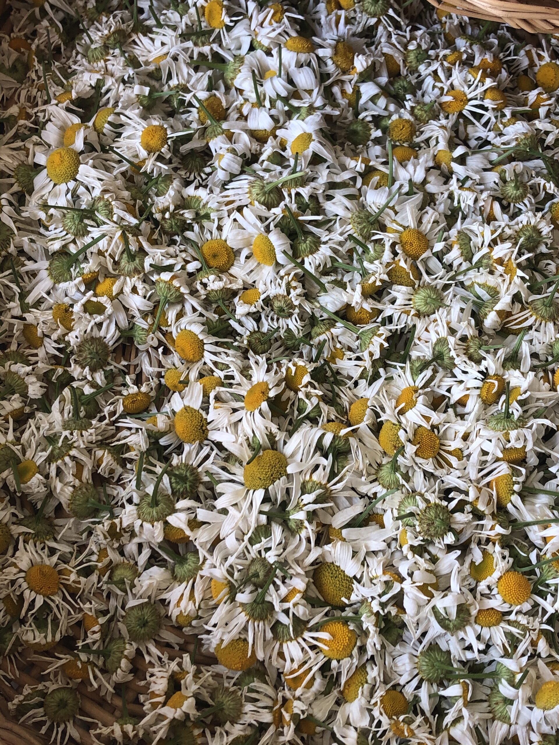bloemen van de Kamille